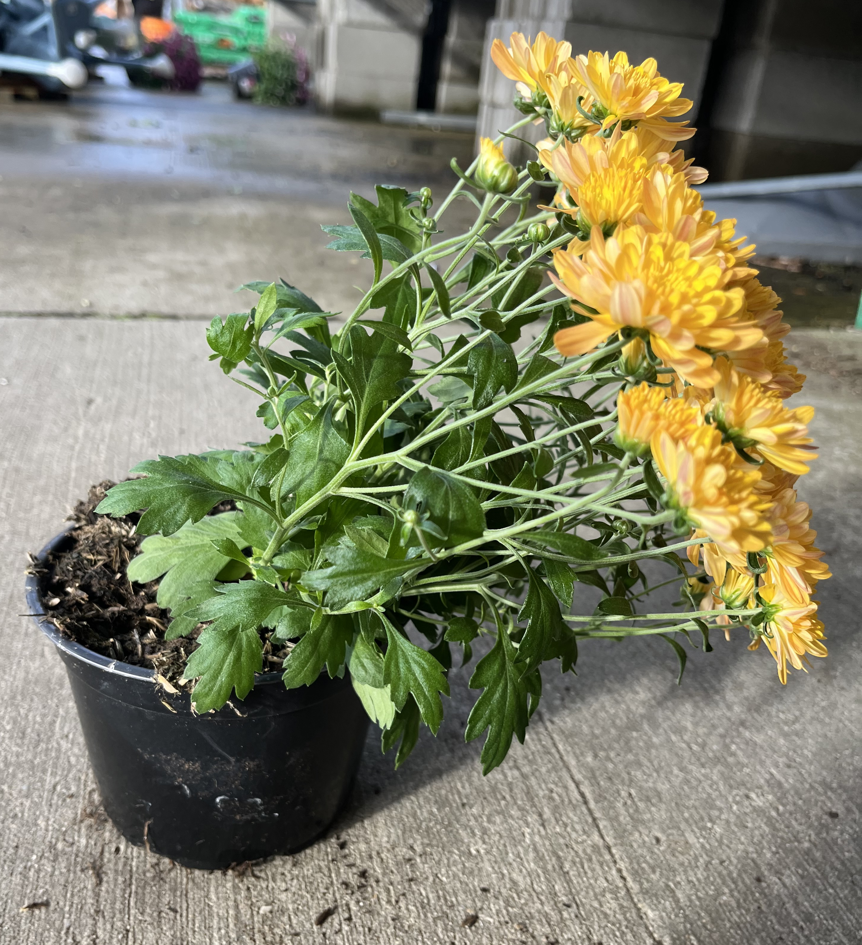 A Floppy chrysanthemum.
